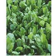 Coir Fiber