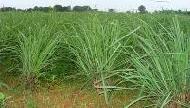 Coir Fiber