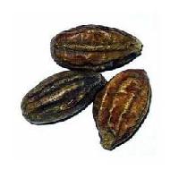 Coir Fiber