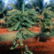 Coir Fiber