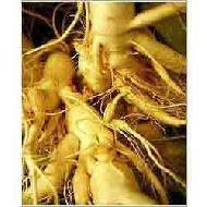 Coir Fiber