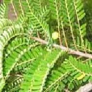 Coir Fiber