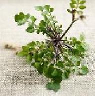 Coir Fiber