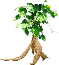 Coir Fiber