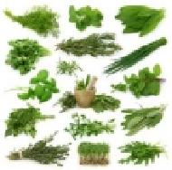 Coir Fiber