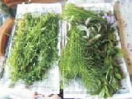 Coir Fiber
