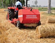 Coir Fiber