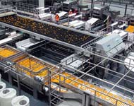 Coir Fiber