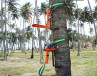 Coir Fiber