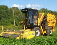 Coir Fiber