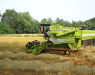 Coir Fiber