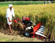 Coir Fiber