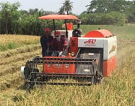 Coir Fiber