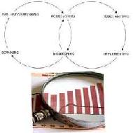 Coir Fiber