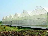 Coir Fiber