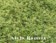 Coir Fiber