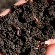 Coir Fiber
