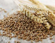 Coir Fiber