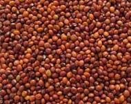 Coir Fiber