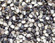 Coir Fiber
