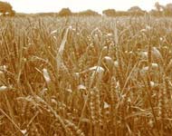 Coir Fiber