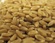 Coir Fiber