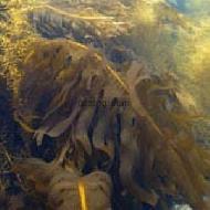 Coir Fiber