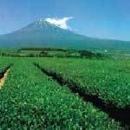 Coir Fiber