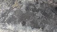 Coir Fiber