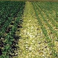 Coir Fiber
