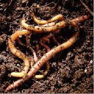 Coir Fiber