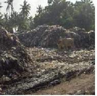 Coir Fiber