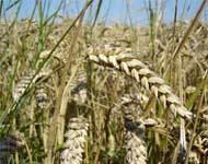Coir Fiber