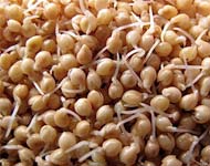 Coir Fiber