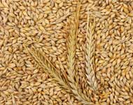 Coir Fiber
