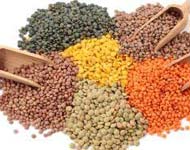 Coir Fiber