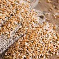 Coir Fiber