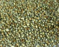 Coir Fiber