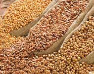 Coir Fiber