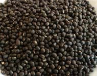 Coir Fiber