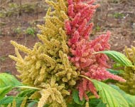 Coir Fiber
