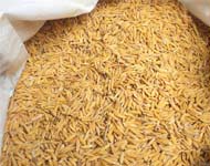 Coir Fiber