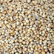 Coir Fiber