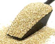 Coir Fiber