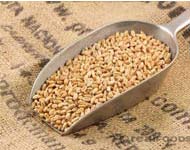 Coir Fiber