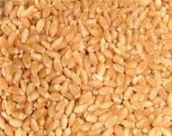 Coir Fiber