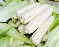 Coir Fiber