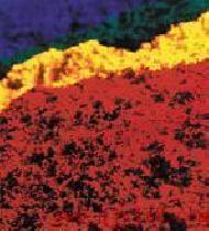 Coir Fiber