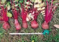 Coir Fiber