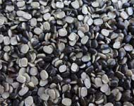 Coir Fiber